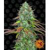 BARNEY'S FARM - LSD AUTO - 1 SEED