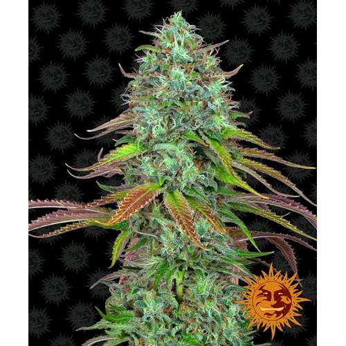 BARNEY'S FARM - LSD AUTO - 3 SEMI