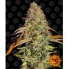 BARNEY'S FARM - ZKITTLEZ OG AUTO AUTOFIORENTE - 3 SEMI