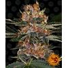 BARNEY'S FARM - TROPICANNA BANANA FEM - 1 SEME