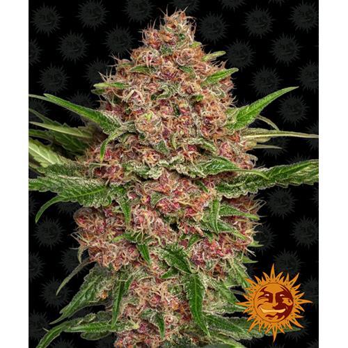 BARNEY'S FARM - PURPLE PUNCH AUTO - 10 SEMI