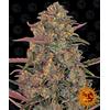BARNEY'S FARM - PINEAPPLE CHUNK FEM - 5 SEEDS