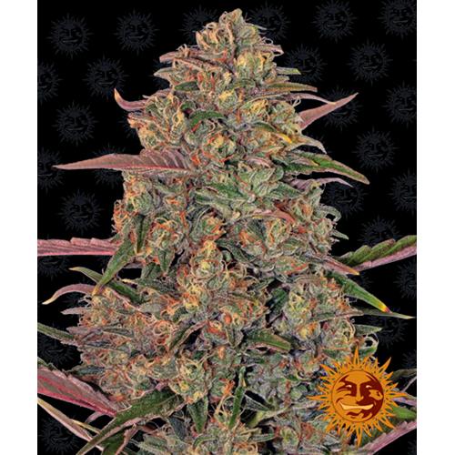 BARNEY'S FARM - PINEAPPLE CHUNK FEM - 10 SEMI