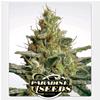 PARADISE SEEDS - ALLKUSH FEM - 3 SEMI 
