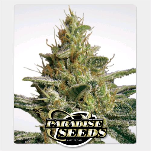 PARADISE SEEDS - ALLKUSH FEM  - 5 SEEDS  