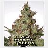 PARADISE SEEDS - ACID FEM - 3 SEMI