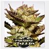 PARADISE SEEDS - DURGA MATA FEM - 3 SEEDS  