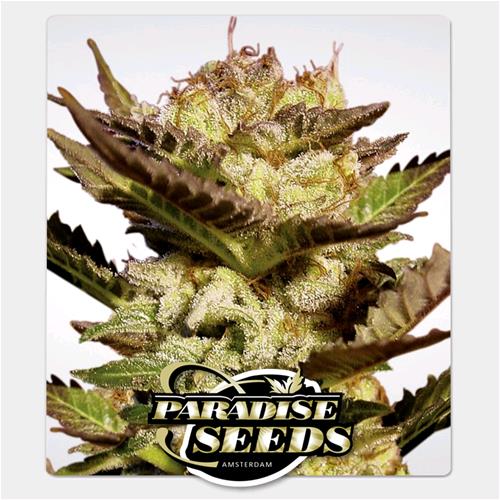 PARADISE SEEDS - DURGA MATA FEM - 3 SEEDS  