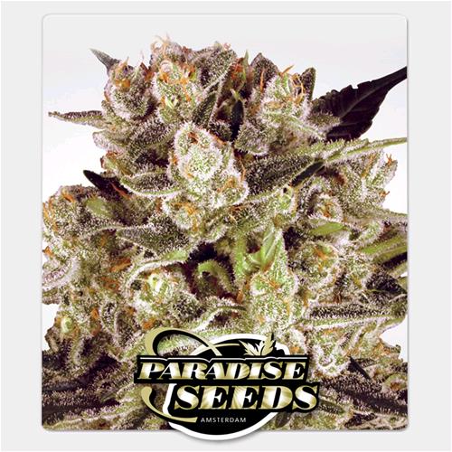 PARADISE SEEDS - DURGA MATA II CBD FEM - 3 SEMI