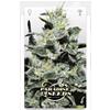 PARADISE SEEDS - NEBULA II CBD  FEM - 3 SEMI