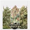 PARADISE SEEDS - AUTO COLLECTION PACK #1