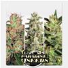 PARADISE SEEDS - AUTO COLLECTION PACK #2
