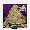 PARADISE SEEDS - BLUE KUSH BERRY  - CHONG'S CHOICE - 3 SEEDS  