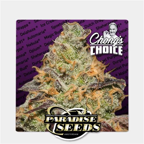 PARADISE SEEDS - BLUE KUSH BERRY  - CHONG'S CHOICE - 10 SEEDS 