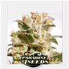 PARADISE SEEDS - BELLADONNA FEM - 5 SEEDS  