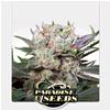 PARADISE SEEDS - CALIFORNIAN GOLD FEM - 3 SEEDS  