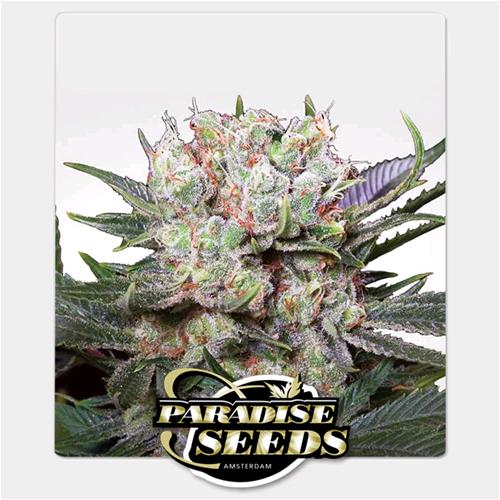PARADISE SEEDS - CALIFORNIAN GOLD FEM - 5 SEMI