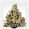 PARADISE SEEDS - DELAHAZE FEM - 5 SEEDS 