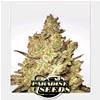 PARADISE SEEDS - JACKY WHITE FEM - 5 SEEDS