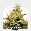 PARADISE SEEDS - OPIUM FEM - 3 SEMI 