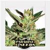 ***FINO A  ESAURIMENTO SCORTE*** PARADISE SEEDS - AUTOMARIA II - 3 SEMI 