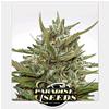 PARADISE SEEDS - AUTO WHITE BERRY - 3 SEMI  