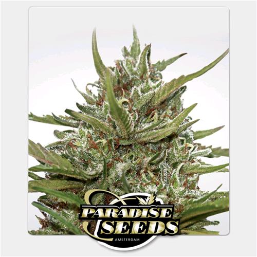 PARADISE SEEDS - AUTO WHITE BERRY - 3 SEMI  