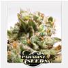 PARADISE SEEDS - DUTCH DRAGON FEM - 3 SEEDS 