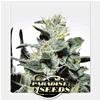 PARADISE SEEDS - NEBULA  FEM - 5 SEEDS