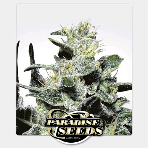PARADISE SEEDS - NEBULA  FEM - 5 SEMI