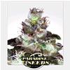 PARADISE SEEDS - ORIGINAL WHITE WIDOW (IBL) - 3 SEMI  
