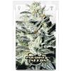 PARADISE SEEDS - SENSI STAR FEM - 10 SEMI  