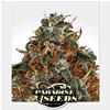 PARADISE SEEDS - SPACE COOKIES FEM - 5 SEMI