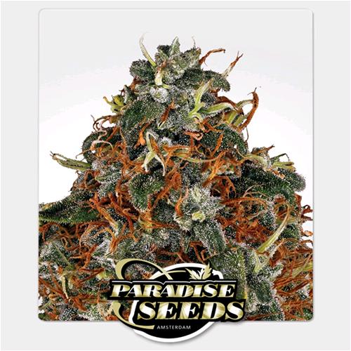 PARADISE SEEDS - SPACE COOKIES FEM - 1 SEME
