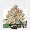 PARADISE SEEDS - WAPPA AUTO - 5 SEEDS 