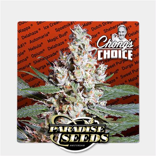 PARADISE SEEDS - L.A. AMNESIA  - CHONG'S CHOICE - 5 SEMI 