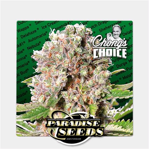 PARADISE SEEDS - MENDOCINO SKUNK  - CHONG'S CHOICE - 5 SEMI 