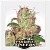 PARADISE SEEDS - AUTO ACID - 1 SEME 