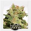 PARADISE SEEDS - AUTO JACK -  3 SEMI 