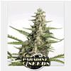 PARADISE SEEDS - PANDORA AUTO - 3 SEEDS 