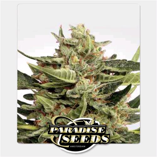 PARADISE SEEDS - VERTIGO AUTO - 3 SEMI 