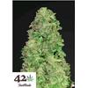 FAST BUDS - CBD AUTO 20:1 - 3 SEMI 