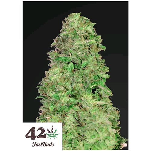 FAST BUDS - CDB AUTO 20:1 - 50 SEEDS
