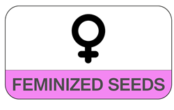 Femminizzati