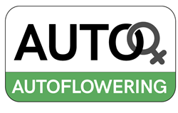 Autofiorenti Femminizzati