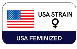 Femminizzati