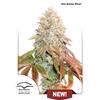 DUTCH PASSION - BANANA BLAZE AUTO  - 1 SEME