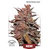 DUTCH PASSION - CBD BLACKBERRY KUSH AUTO - 1 SEME 