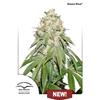 DUTCH PASSION - BANANA BLAZE  FEM - 1 SEME