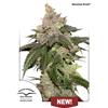 DUTCH PASSION - KEROSENE KRASH FEM - 1 SEED